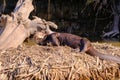 Giant Otter or Giant River Otter, Pteronura Brasiliensis, Cuiaba River, near Porto Jofre, Pantanal, Brazil