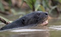 Giant Otter with open mouth swimming in the water. Giant River Otter, Pteronura brasiliensis. Natural habitat. Brazil Royalty Free Stock Photo