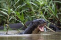 Giant Otter with open mouth swimming in the water. Giant River Otter, Pteronura brasiliensis. Royalty Free Stock Photo