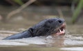 Giant Otter with open mouth swimming in the water. Giant River Otter, Pteronura brasiliensis. Royalty Free Stock Photo