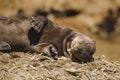 Giant Otter, Pantanal, Mato Grosso, Brazil