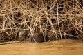 Giant Otter Peeking out from Den by Riverbank Royalty Free Stock Photo