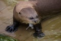 Giant otter Pteronura brasiliensis Royalty Free Stock Photo
