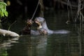 LOUTRE GEANTE pteronura brasiliensis