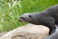 Giant otter (Pteronura brasiliensis) Royalty Free Stock Photo