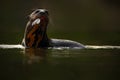 Giant Otter, Pteronura brasiliensis, portrait in the river water with fish in mouth, animal in the nature habitat, Rio Negro, Pant Royalty Free Stock Photo