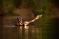 Giant Otter, Pteronura brasiliensis, portrait in the river water with fish in mouth, bloody action scene, animal in the nature