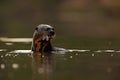 Giant Otter, Pteronura brasiliensis, portrait in the river water with fish in mouth, Rio Negro, Pantanal, Brazil Royalty Free Stock Photo