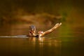 Giant Otter, Pteronura brasiliensis, portrait in the river water level, Rio Negro, Pantanal, Brazil. Otter with catch fish. Wildli Royalty Free Stock Photo