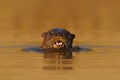 Giant Otter, Pteronura brasiliensis, portrait in the river water level, Rio Negro, Pantanal, Brazil Royalty Free Stock Photo