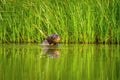 Giant otter Pteronura brasiliensis swims in lake in the peruvian Amazon jungle, Peru, green background