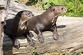 Giant Otter, Pteronura brasiliensis, watching nearby Royalty Free Stock Photo