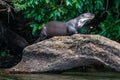 Giant otter standing on log in the peruvian Amazon jungle at Mad