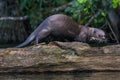 Giant otter standing on log in the peruvian Amazon jungle at Mad Royalty Free Stock Photo