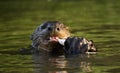 Giant otter swimming in the water in sunset light. Giant River Otter, Pteronura brasiliensis. Natural habitat. Brazil Royalty Free Stock Photo