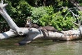 Giant otter take sun on a trunk