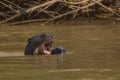 Giant Otter Using Paws to Hold Fish while Eating