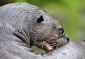 Giant otter in the water scratching the skin relieves itching.