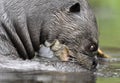 Giant otter in the water scratching the skin relieves itching.