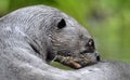 Giant otter in the water scratching the skin relieves itching. Giant River Otter, Pteronura brasiliensis.