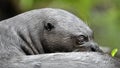 Giant otter in the water scratching the skin relieves itching. Giant River Otter, Pteronura brasiliensis. Natural habitat. Brazil