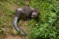 Giant otter (Pteronura brasiliensis). Royalty Free Stock Photo