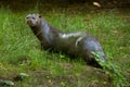 Giant otter (Pteronura brasiliensis). Royalty Free Stock Photo