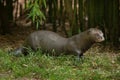 Giant otter (Pteronura brasiliensis).