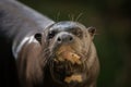 Giant otter (Pteronura brasiliensis). Royalty Free Stock Photo