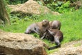 Giant otters