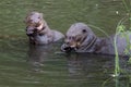 Giant otters eating fish