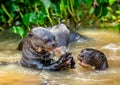 Giant otters eats fish in water. Close-up.