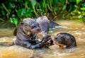 Giant otters eats fish in water. Close-up.