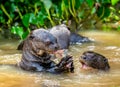 Giant otters eats fish in water. Close-up.