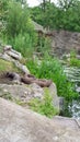 Giant otters