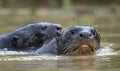 Giant otters swimming in the water. Giant River Otter, Pteronura brasiliensis. Royalty Free Stock Photo