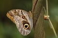 Giant owl butterfly Royalty Free Stock Photo