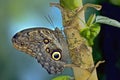 Giant Owl Butterfly Royalty Free Stock Photo