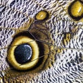 Giant owl butterfly - Caligo memnon Royalty Free Stock Photo