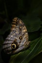 Giant owl butterfly - Caligo memnon Royalty Free Stock Photo