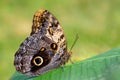 Giant owl butterfly  - Caligo memnon Royalty Free Stock Photo