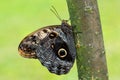 Giant owl butterfly  - Caligo memnon Royalty Free Stock Photo