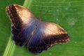 Giant owl butterfly - Caligo memnon