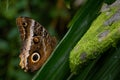 Giant owl butterfly - Caligo memnon, beautiful large butterfly Royalty Free Stock Photo