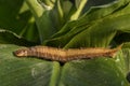 Giant owl butterfly - Caligo memnon Royalty Free Stock Photo