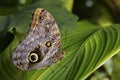 Giant owl butterfly - Caligo memnon Royalty Free Stock Photo