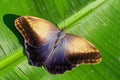 Giant owl butterfly  - Caligo memnon Royalty Free Stock Photo