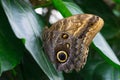 Giant owl butterfly Caligo memnon view on green leaf. Konya Tropical Butterfly Valley, Turkey