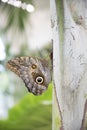Giant owl butterfly Royalty Free Stock Photo