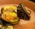 Close-up of a beautiful tropical Owl Butterfly, Caligo Memnon feeding fruits. Royalty Free Stock Photo